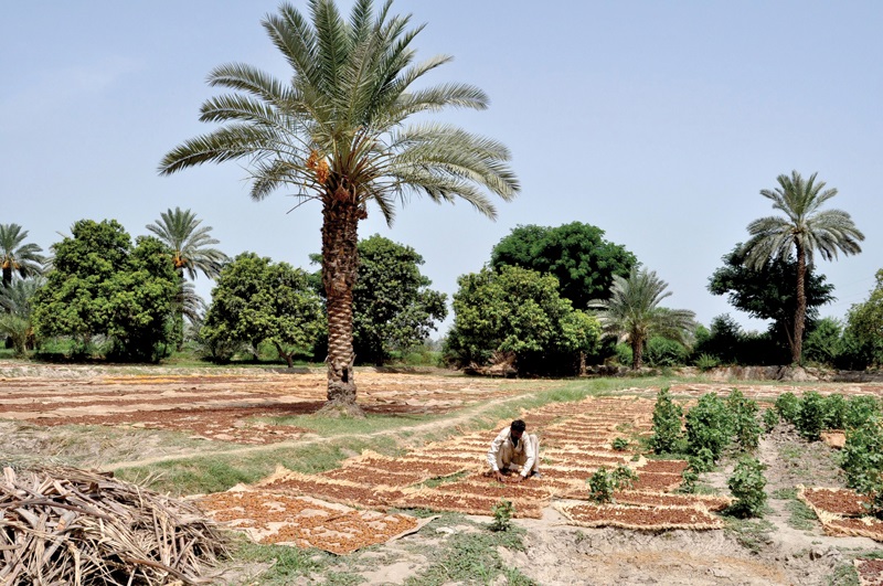 Date Palm Cultivations