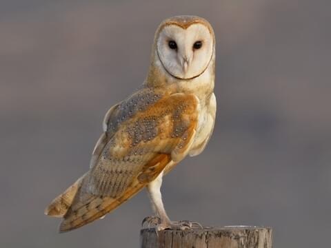 Barn Owls