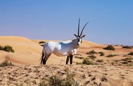 Arabian Oryx