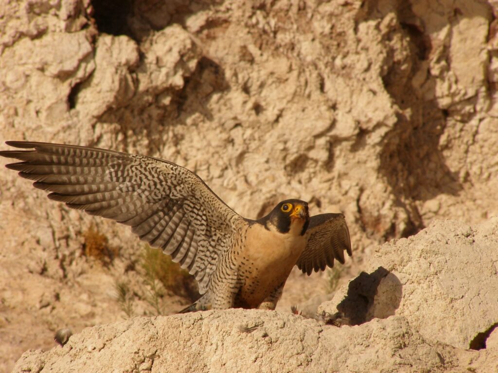 falcon in forest