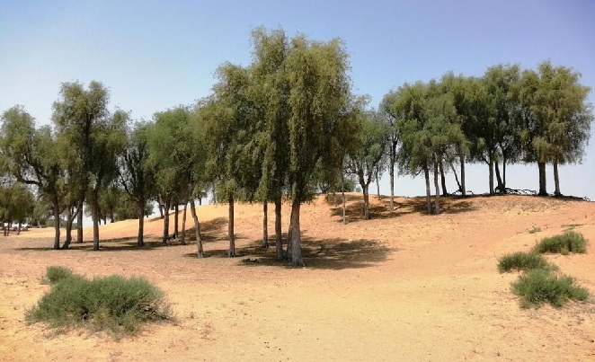 Al Hayer Forest