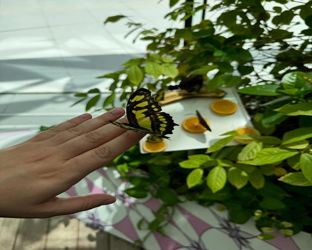 Al Noor Island butterfly house img